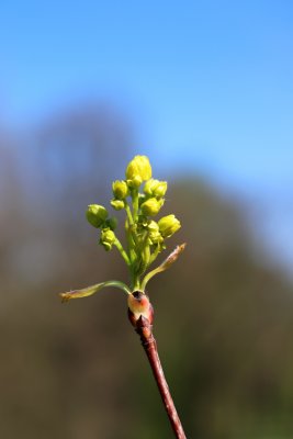 Acer truncatum - javor uťatý - květ